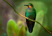 Kolibrik subtropicky - Heliodoxa jacula - Green-crowned Brilliant o0846